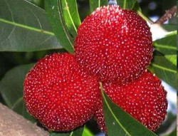 Yangmei, Yummy Berry dari Cina