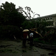 Bruk! Pohon yang Ditanam Dada Rosada Ambruk di Balaikota