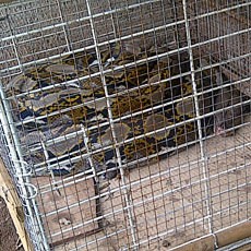 Hiii! Sanca 3,5 Meter Bergelayut di Tiang Atap Rumah Warga Lubang Buaya