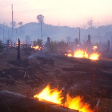 Wah! Penggundulan Hutan di Indonesia Tertinggi ke-2 di Dunia