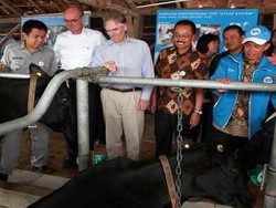 Peternak KPBS Berhasil Tingkatkan Kualitas Susu Segar