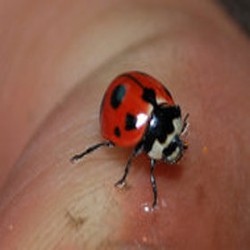  The Lady Kembali ke New York Setelah 29 Tahun Menghilang