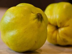 Quince, Paduan Pir dan Apel dari Timur Tengah