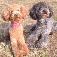 Aiihh... 2 Anjing Pudel Direkrut Kepolisian Jepang!