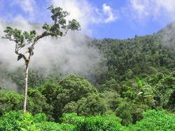 Misteri Kupu-kupu Raksasa di Lapangan Inggris