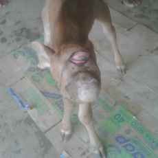 Anak Sapi Bermata Satu Gegerkan Warga Sumenep