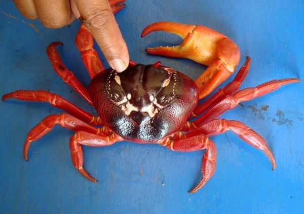 Kepiting Mirip Ular Kobra Gegerkan Pacitan