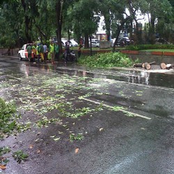 Diguyur Hujan, Pohon Randu di Jalan Kertajaya Tumbang