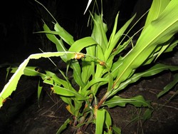 Buntak Goreng: Cemilan Tak Terlupakan