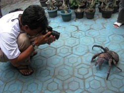 Mencicipi Kepiting kenari yang tidak enak.
