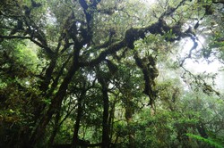 Menembus Jalur Lumut Binaiya