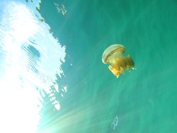 Stingless Jellyfish, Ubur-ubur Langka di Kakaban