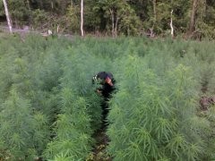 Menekan Suplai Rumput Liar di Lumbung Ganja