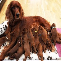 Aiiiihh! Romy Lahirkan 15 Anak Anjing