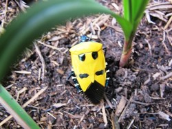 Hangusnya Gunung Rinjani