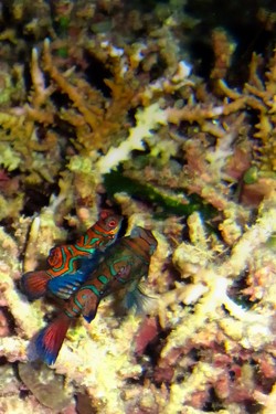 House Reef Maratua Tempat Ikan Mandarin Berdansa 