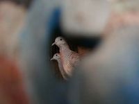 Pasar Burung Jatinegara Tetap Bertahan