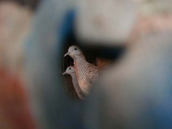 Pasar Burung Jatinegara Tetap Bertahan