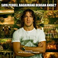 Nasib Orangutan Dapat Perhatian dari Puyol
