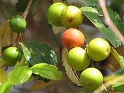 Jujube India, Obat Alami Anti Muntah dan Diare