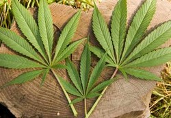 Ciri Khas Mabuk Ganja: Senang Ngunyah Sambil Senyum-senyum