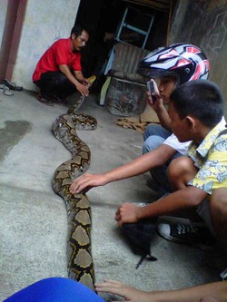 Hiiii! Ular Sanca Lahap Angsa Ditemukan Warga Kramatjati