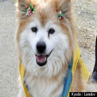 Anjing Tertua di Dunia Mati di Jepang