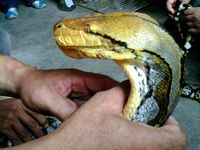 Sanca Pemakan Angsa Ditangkap Warga