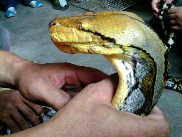 Sanca Pemakan Angsa Ditangkap Warga
