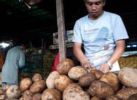 RI Masih Impor Kentang