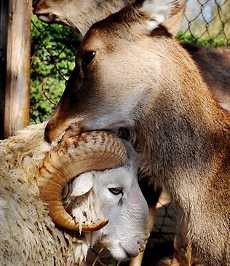 Aiiihh... Domba Changmao Menjalin Cinta dengan Rusa Chunzi  Aiiihh... Domba Changmao Menjalin Cinta dengan Rusa Chunzi