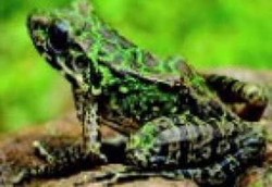 Kodok Paling Bau di Dunia Bakal Dibikin Antibiotik