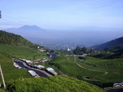 cipunjur , cipanas cianjur