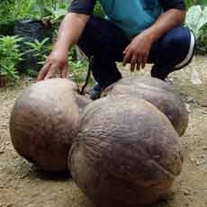 Kelapa Milik Warga Pacitan Berbuah Jumbo