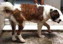 Pihak Berperkara Tidak Lengkap, Sidang Kasus Anjing Mati Ditunda