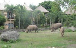 Jerapah dan Anak Singa Afrika Ramaikan Satwa Bali Safari