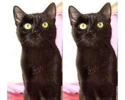 Kucing Ini Dapat Warisan Rp 118 Miliar