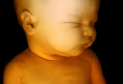 Ini yang Dipelajari Bayi Sebelum Muncul ke Dunia