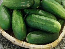 Ingin Menurunkan Berat Badan? Makan Mentimun Saja!