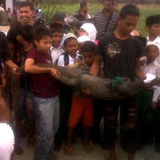 Heboh, Biawak Sepanjang 2 Meter Masuk Pemukiman Warga di Medan