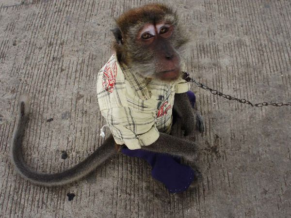 Sisi Lain Topeng Monyet Pinggir Jalan