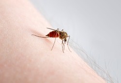 Waspadai Jam Operasional Nyamuk DBD Biar Tak Digigit