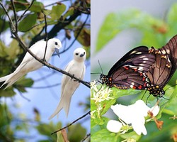 9 Tips PDKT yang Bisa Dipelajari dari Binatang