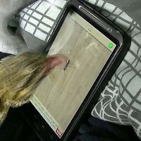 Walah, Kadal Ternyata Jago Ngegame 