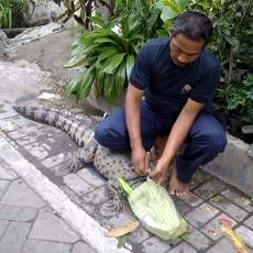 Buaya Sepanjang 180 Cm Gegerkan Warga Medokan Semampir