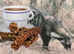 Di Inggris Secangkir Kopi Luwak Dijual 1 Juta Rupiah