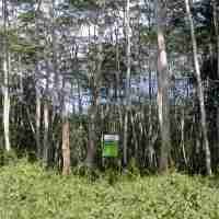 TN Batang Gadis Jadi Tambang Emas, Menhut Kena Protes