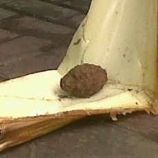 Tukang Kebun Temukan Granat Nanas Saat Tanam Sayur