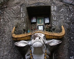 Tedong Toraja