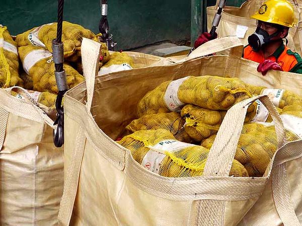 Kentang Impor Berbakteri Dibakar